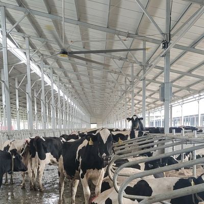 İyi bir fiyat. 6.1m 20ft endüstriyel tavan fanı 6Pcs Alüminyum Magnezyum alaşım bıçakları ve dayanıklı çevrimiçi